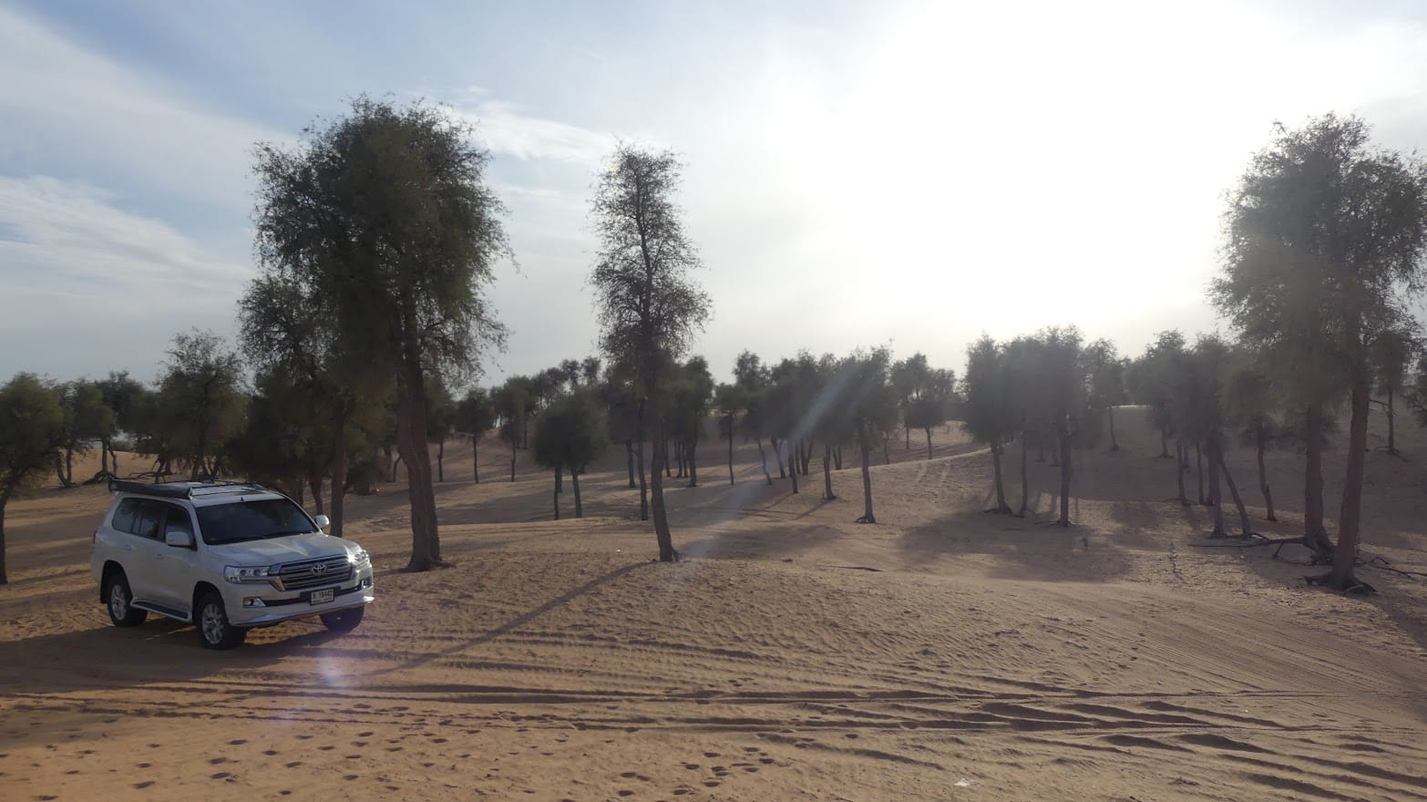 Al Hayer Desert Forest Trail – Discover Abu Dhabi's Hidden Desert Forest photo 2