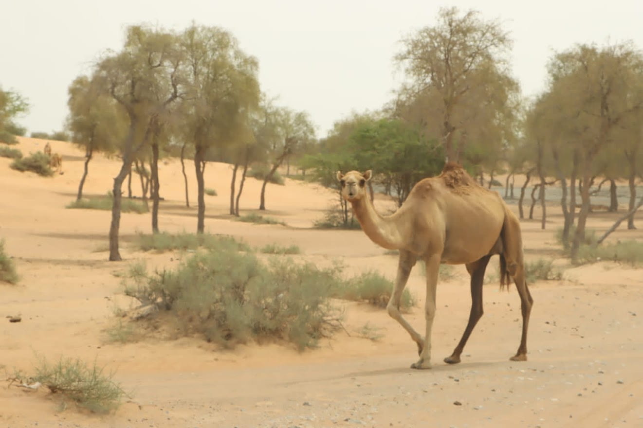 Al Hayer Desert Forest Trail – Discover Abu Dhabi's Hidden Desert Forest photo 3