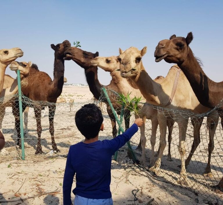 Al Lisaili to Al Qudra Off-Road Trail | UAE Desert Guide photo 1