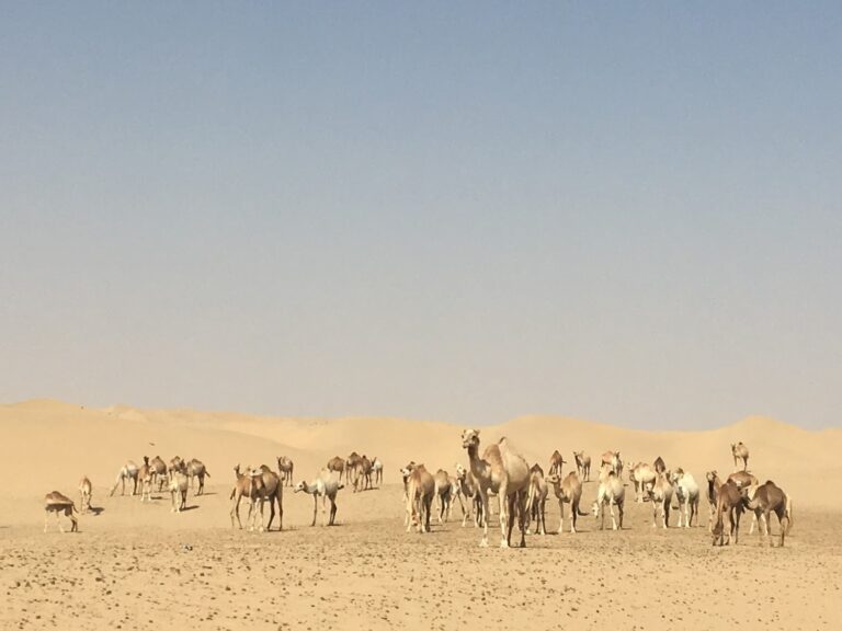 Al Lisaili to Al Qudra Off-Road Trail | UAE Desert Guide photo 2