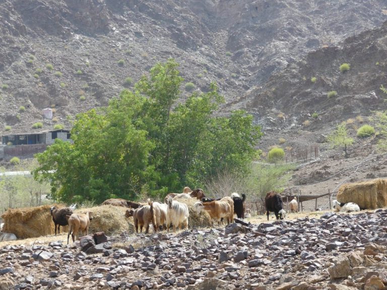 Wadi Maidaq – 4x4 Wadi Drive & Mountain Escape photo 3