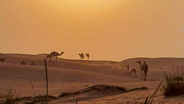6 Emirates Al Madam to Dibba Fish Market | 4x4 UAE Adventure photo 1