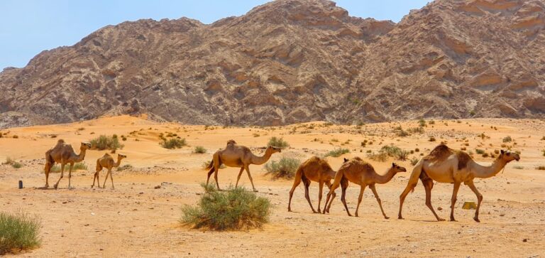 6 Emirates Al Madam to Dibba Fish Market | 4x4 UAE Adventure photo 3