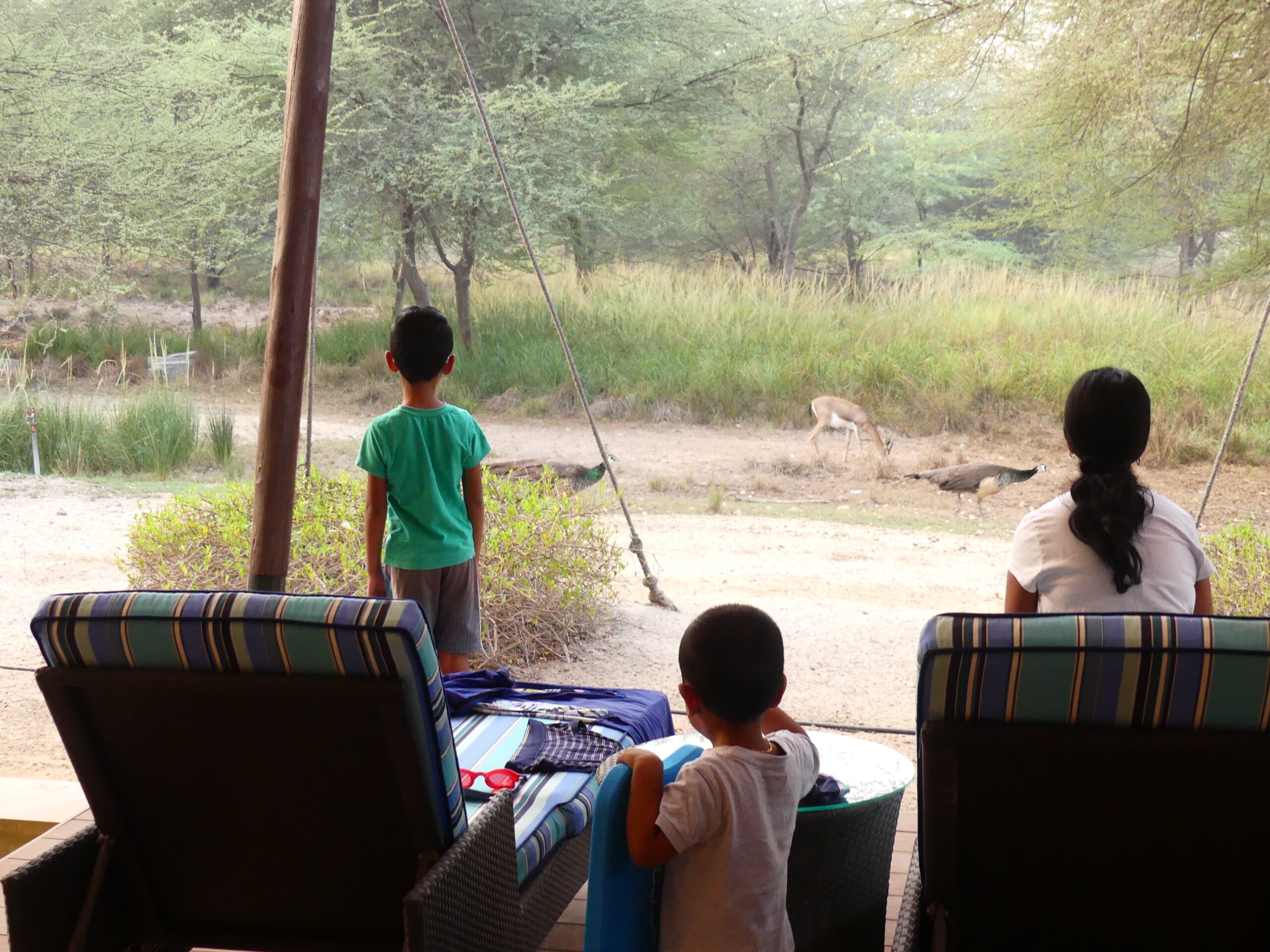 Sir Bani Yas Island | A Memorable Family Staycation photo 7