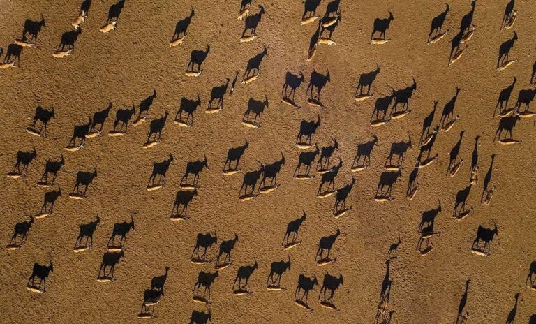 Sir Bani Yas Island | A Memorable Family Staycation photo 9