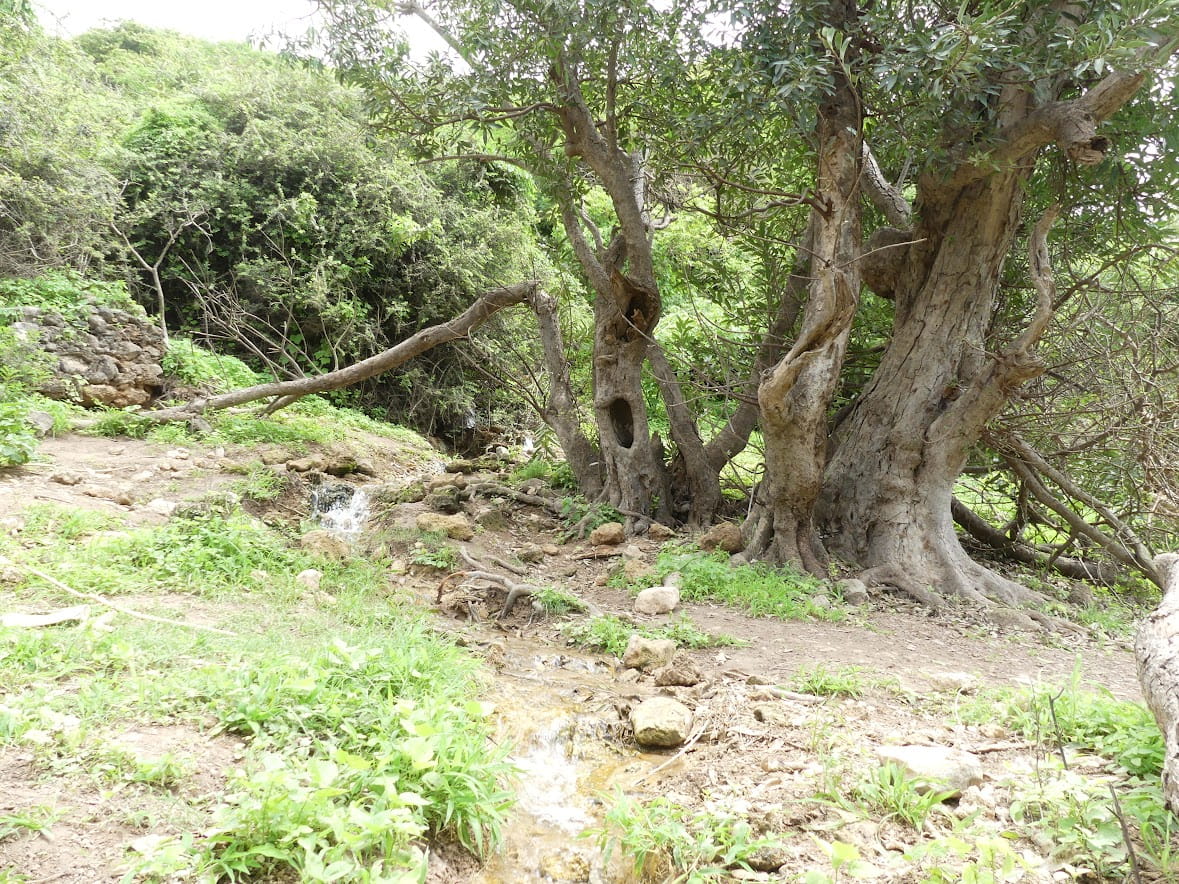 Wadi Shaaboon | A Peaceful Wadi Escape Near Salalah photo 2