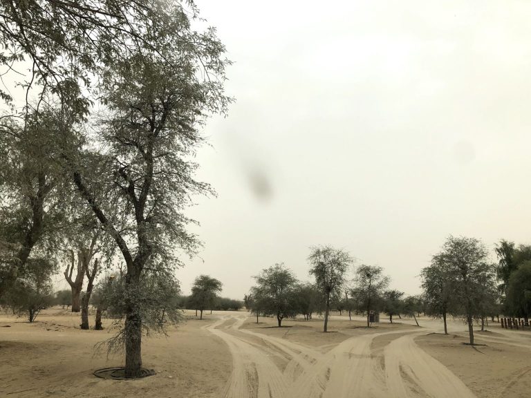 Al Qudra Lake – A Simple Desert Drive & Camping Escape photo 3